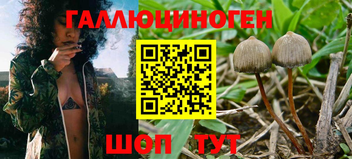 Галлюциногенные грибы MAGIC MUSHROOMS  Галлюциногенные грибы Psilocybine cubensis  Амурск  Вход с VPN 